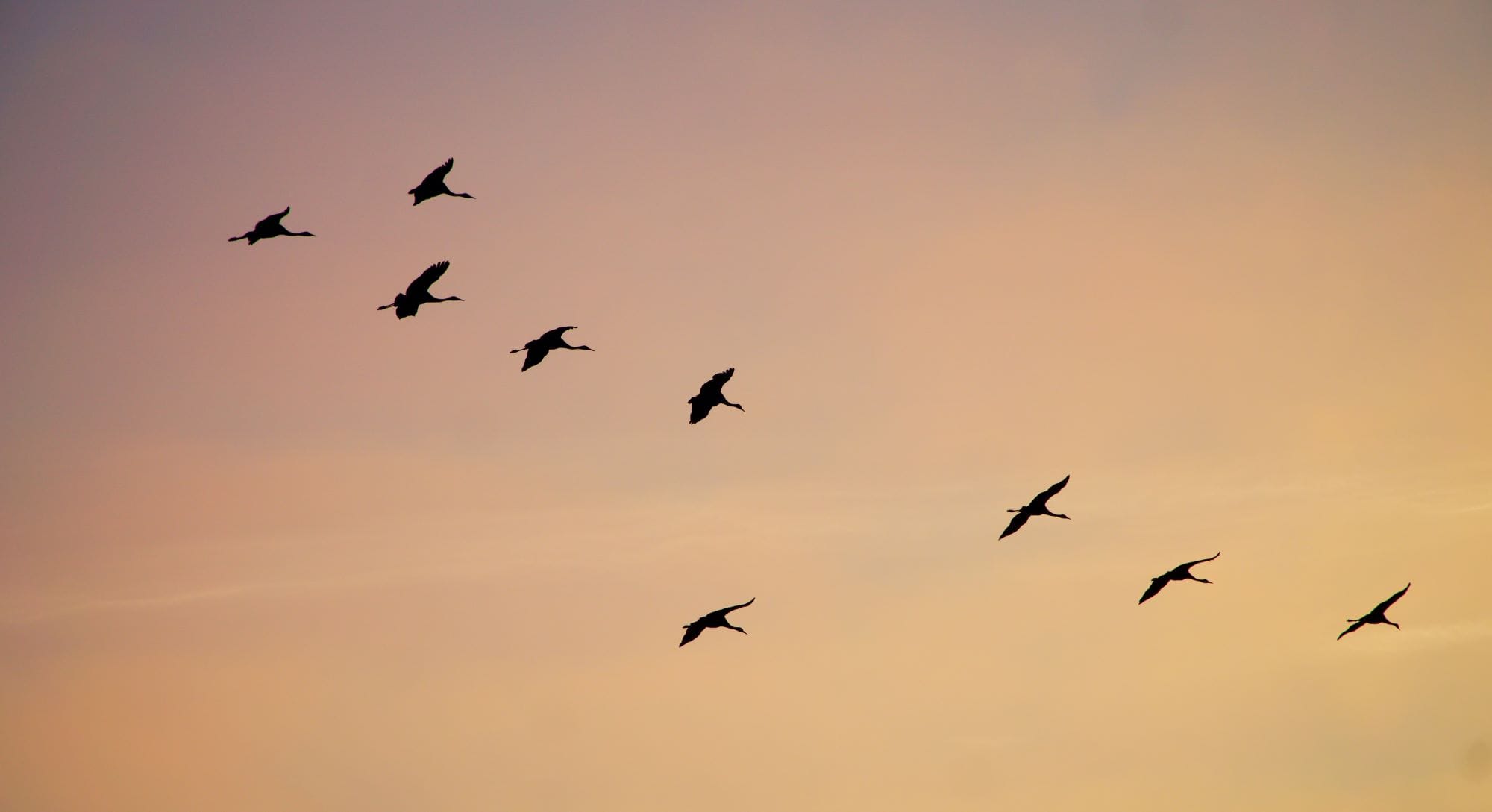 Comparativa de Seguros de Decesos Prima Única