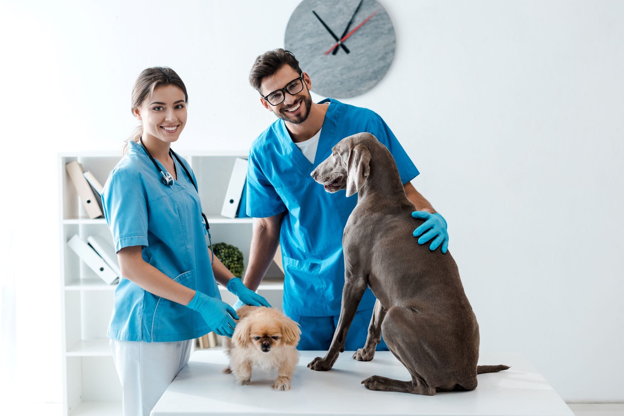 Adeslas Mascotas Completo: veterinario y protección en una sola póliza Adeslas Mascotas Completo: veterinario y protección en una sola póliza