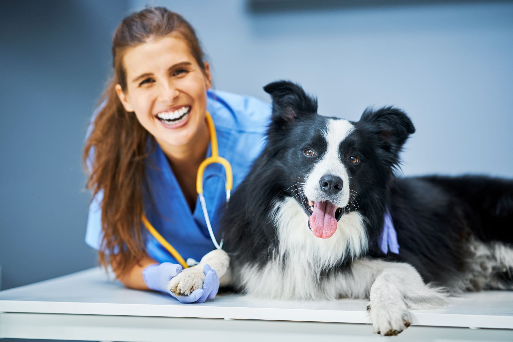Seguro Caixa Adeslas para Mascotas con asistencia Veterinaria Seguro Caixa Adeslas para Mascotas con asistencia Veterinaria