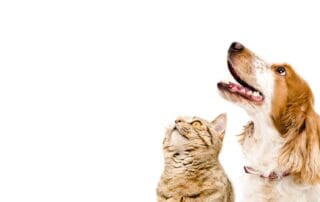 Seguro Caixa Adeslas para Mascotas con Veterinario