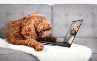 Seguro Caixa Adeslas para Mascotas con Veterinario