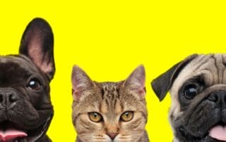 Seguro Caixa Adeslas para Mascotas con Veterinario