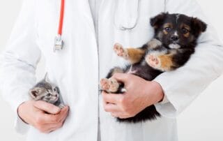 Seguro Caixa Adeslas para Mascotas con Veterinario