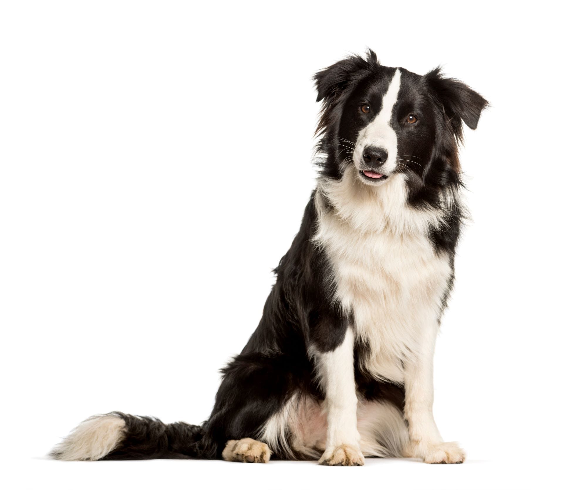 Seguro Caixa Adeslas para Mascotas con Veterinario SegurCaixa Mascotas Adeslas: Aprovecha las Mejores Ofertas