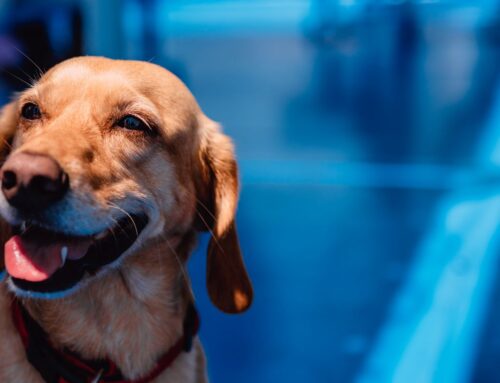 Seguro Adeslas Mascotas para Perros