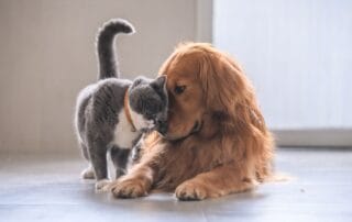 Seguro Caixa Adeslas para Mascotas con Veterinario