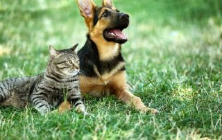 Seguro Caixa Adeslas para Mascotas con Veterinario